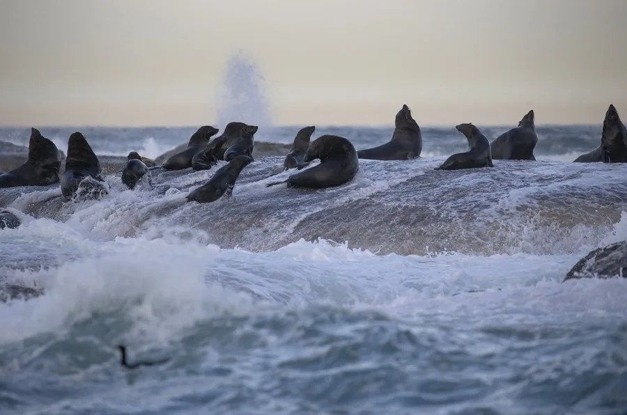 Un grupo de focas descansa en una roca hoy, martes 30 de mayo de 2017, en la isla Duiker