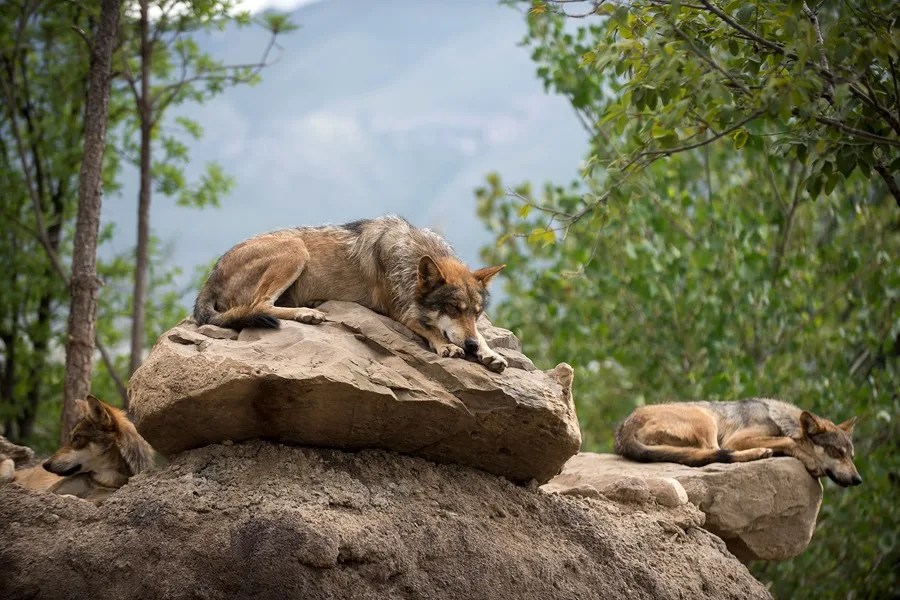 Trump firma una orden para impulsar la eliminación de las protecciones del lobo gris