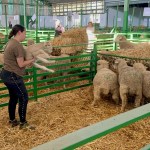 Imagen del uno de los recintos ganaderos que constituyen la Feria Internacional de Zafra. EFE/Ana Picón