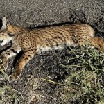 Un cachorro de lince ibérico (Lynx pardina) ha muerto este domingo
