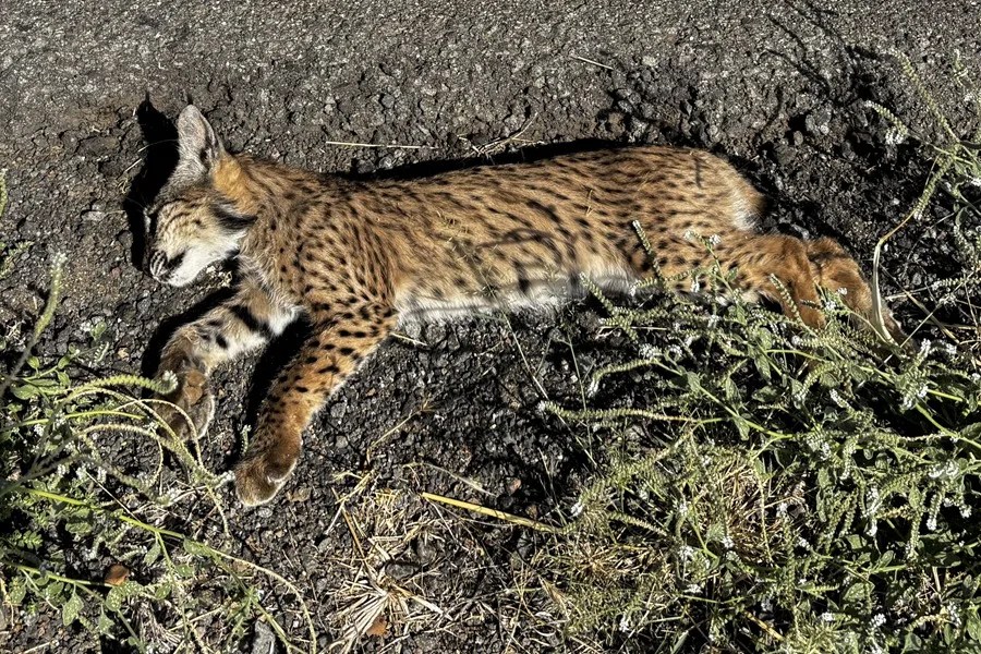 Un cachorro de lince ibérico (Lynx pardina) ha muerto este domingo