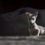 Trump firma una orden para impulsar la eliminación de las protecciones del lobo gris