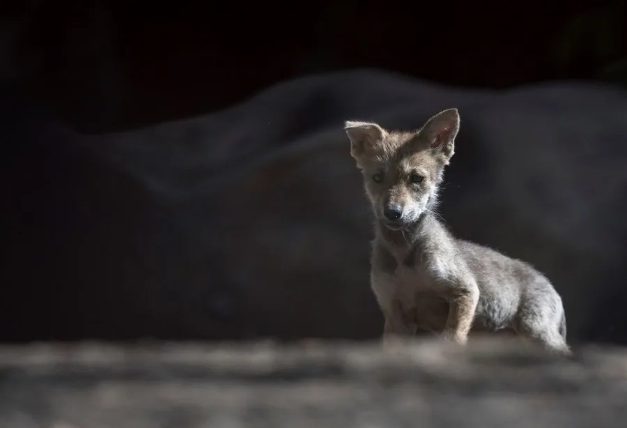 Trump firma una orden para impulsar la eliminación de las protecciones del lobo gris