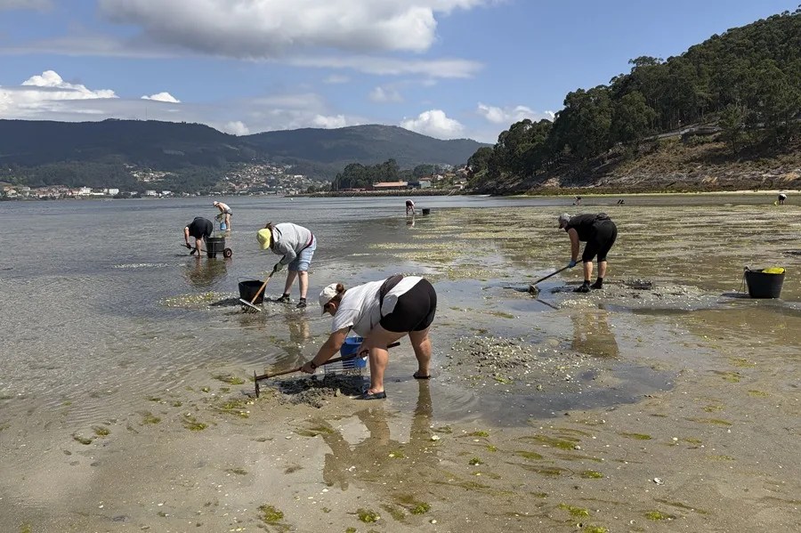 MARISQUEO GALLEGO
