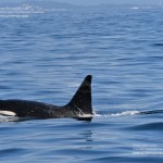Una de las orcas presentes en las Rías Baixas gallegas el pasado domingo