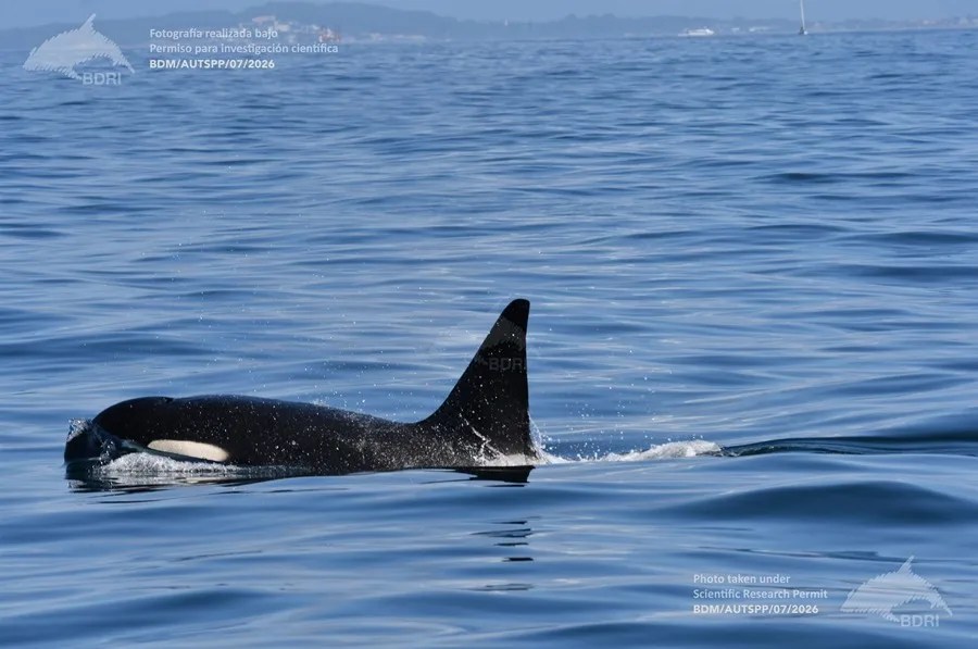 Una de las orcas presentes en las Rías Baixas gallegas el pasado domingo