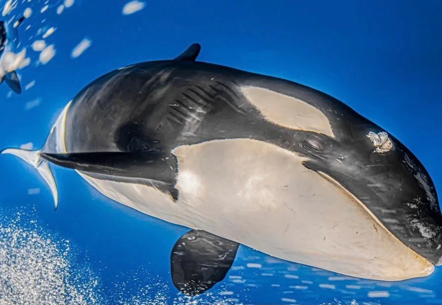 Una orca