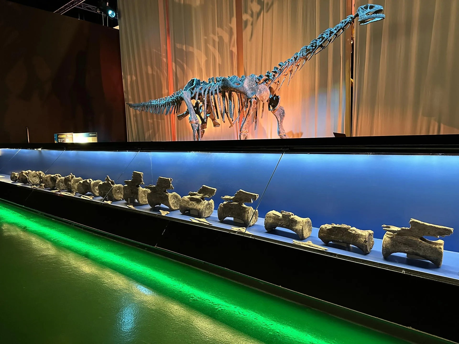 Paleontólogos de la Fundación Dinópolis, en España, han identificado en el yacimiento de La Tejería, en El Castellar (Teruel), fósiles de diplodocus, un dinosaurio que hasta ahora solo se había reconocido en el Jurásico de Norteamérica. El hallazgo supone la primera evidencia de este género fuera del continente americano y aporta nuevas pistas sobre la dispersión de los dinosaurios entre América y Europa hace unos 150 millones de años. Los restos corresponden a catorce vértebras de la parte media y posterior de la cola y varios chevrones, unos huesos que se articulan en la zona inferior de las vértebras. EFE/ Fundación Dinópolis  *****SOLO USO EDITORIAL/SOLO DISPONIBLE PARA ILUSTRAR LA NOTICIA QUE ACOMPAÑA (CRÉDITO OBLIGATORIO) *****