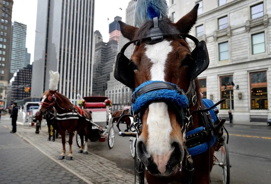 Nueva York se encamina a prohibir los carruajes tirados por caballos a partir de 2028