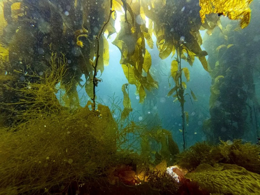 Una Amazonía bajo el agua que protegen los pescadores de la Patagonia chilena