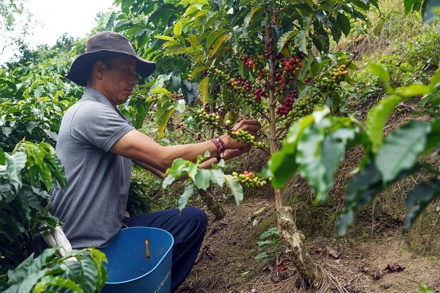 Colombia se apoya en el café y la naturaleza para recuperar el turismo tras el sismo de agosto