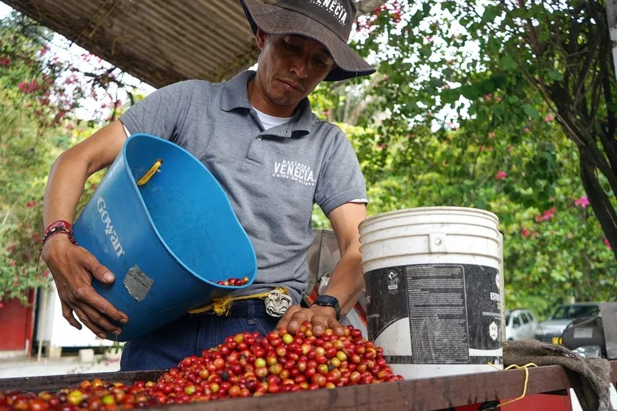 Colombia se apoya en el café y la naturaleza para recuperar el turismo tras el sismo de agosto