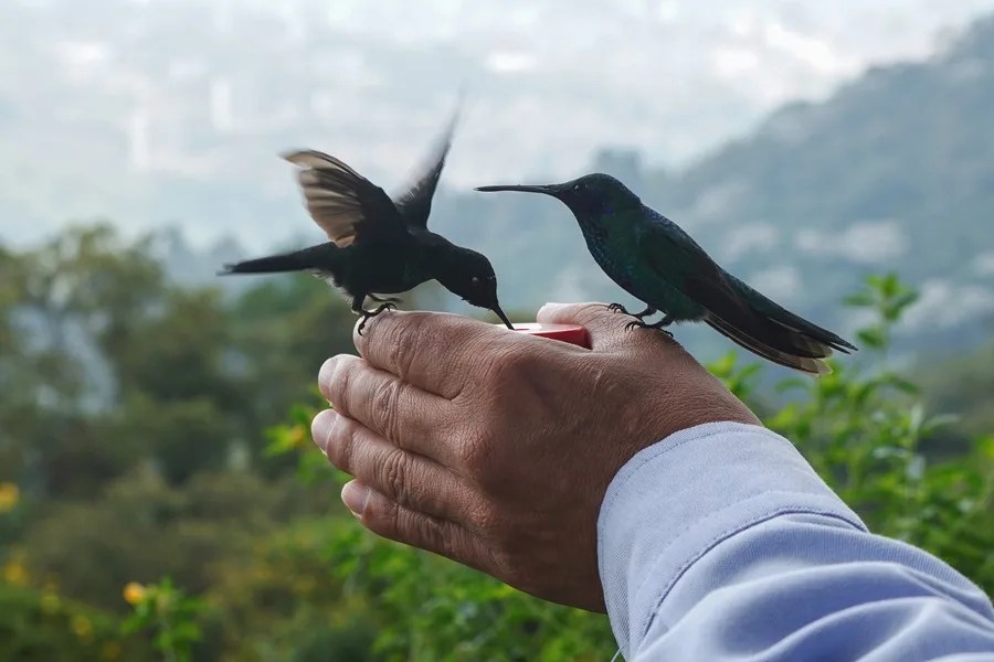 Colombia se apoya en el café y la naturaleza para recuperar el turismo tras el sismo de agosto