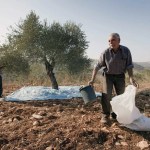 Agricultores palestinos recogen la aceituna