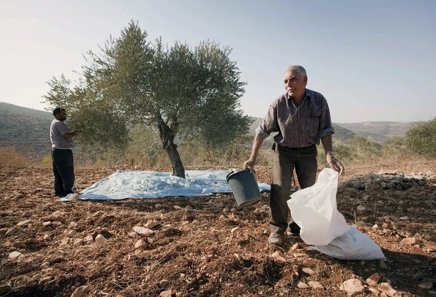 Agricultores palestinos recogen la aceituna