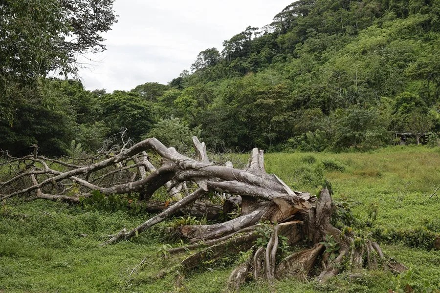 Latinoamérica analiza cómo impulsar la agricultura mientras se frena la deforestación