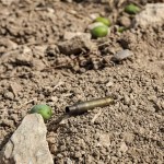 Casquillos de bala y aceitunas en el suelo.