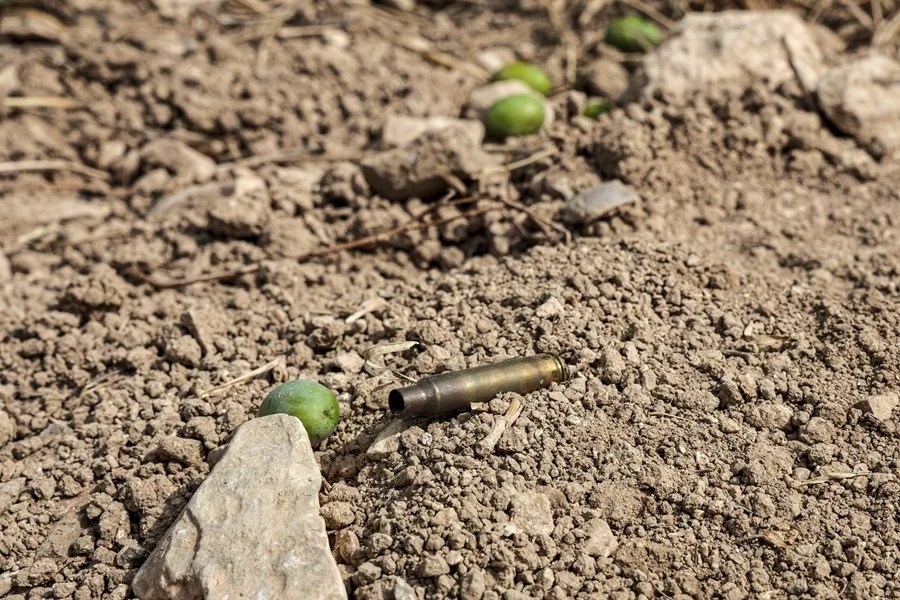 Casquillos de bala y aceitunas en el suelo.