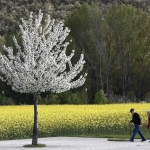 Dos ancianos pasean junto a un campo de colza