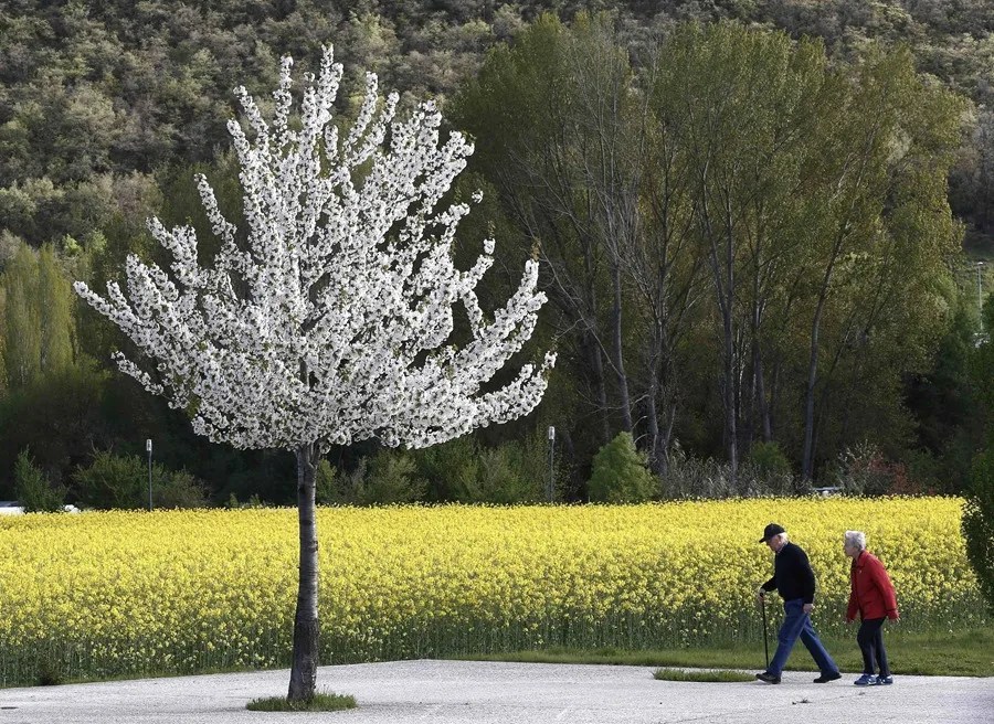 Dos ancianos pasean junto a un campo de colza