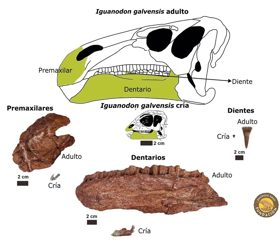 Los fósiles de quince crías de dinosaurio descubiertos en Galve (Teruel), han permitido reconstruir las transformaciones que experimentaba el cráneo del iguanodon al crecer.