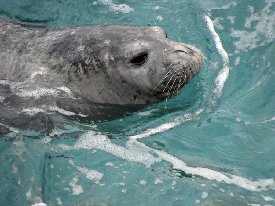 Un ejemplar de foca monje.