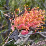 Miles de polillas han cubierto en los últimos días viviendas, vehículos y otros espacios del sureste de Australia