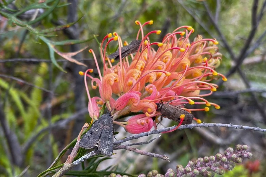 Miles de polillas han cubierto en los últimos días viviendas, vehículos y otros espacios del sureste de Australia