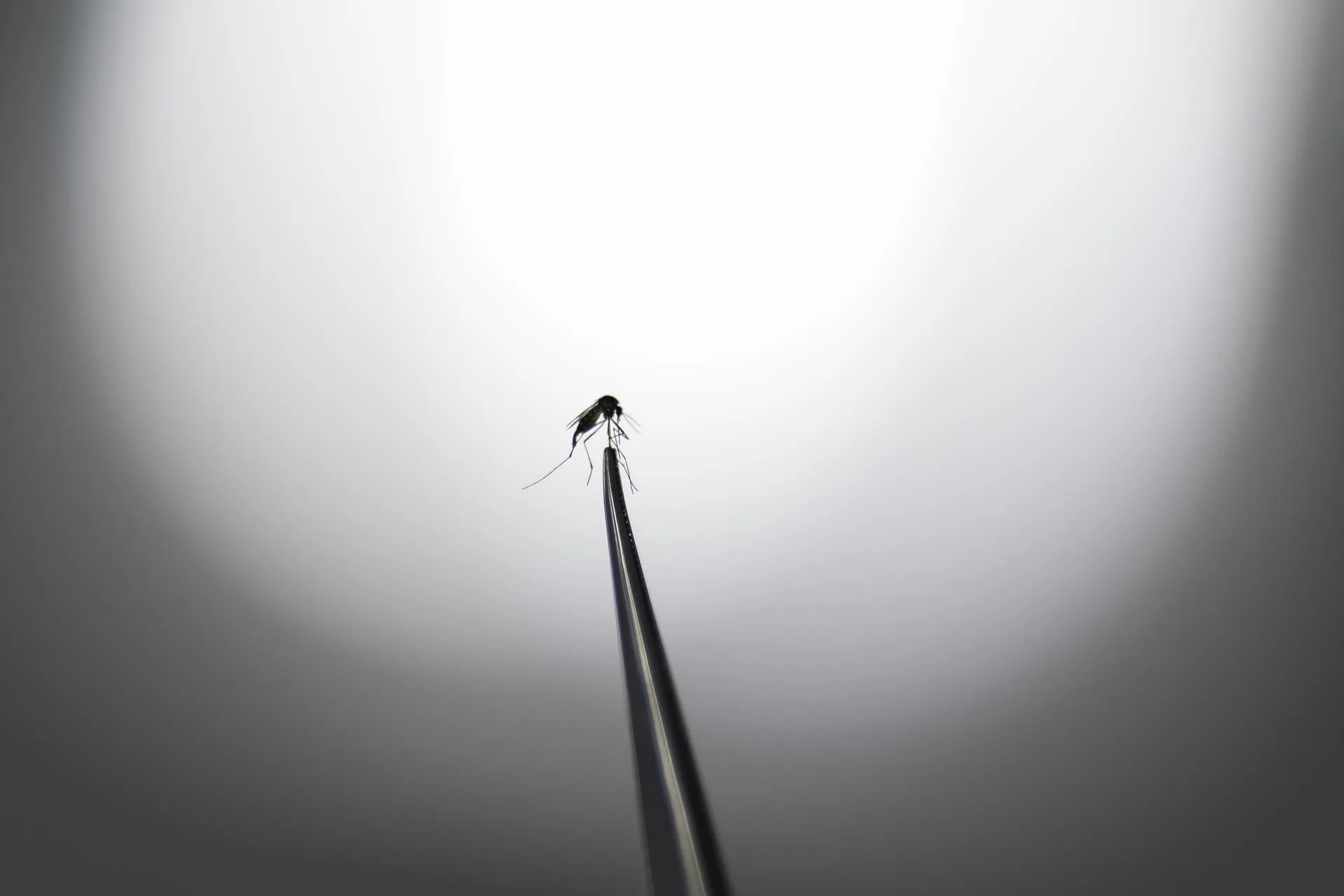 Fotografía que muestra un mosquito Aedes aegypti en un laboratorio en Campinas (Brasil). EFE/ Isaac Fontana