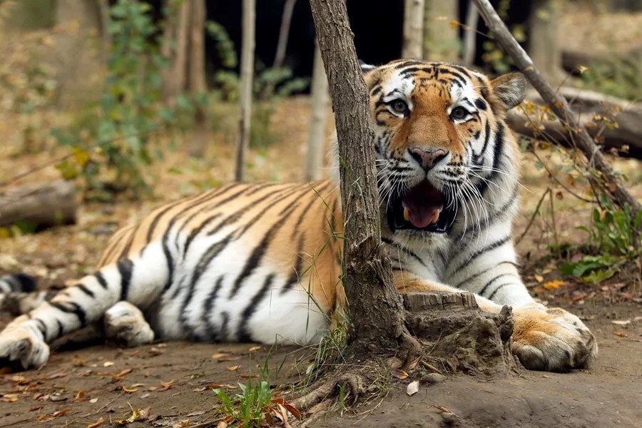 Un hombre muere atacado por un tigre tras saltar a su cercado en un zoológico