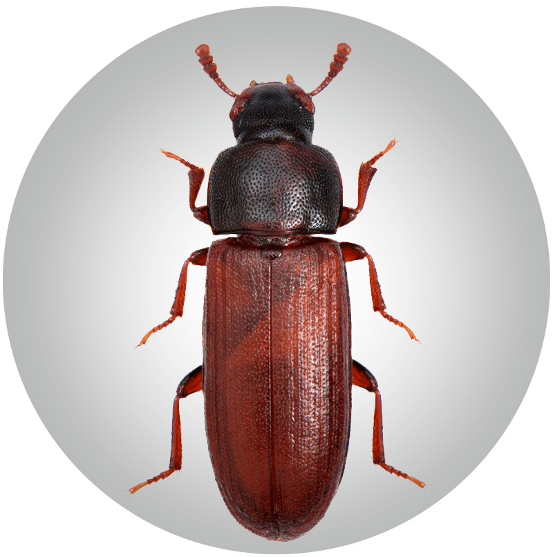 Kleine Braune Kafer In Der Wohnung Welcher Konnte Es Sein Gartendialog De