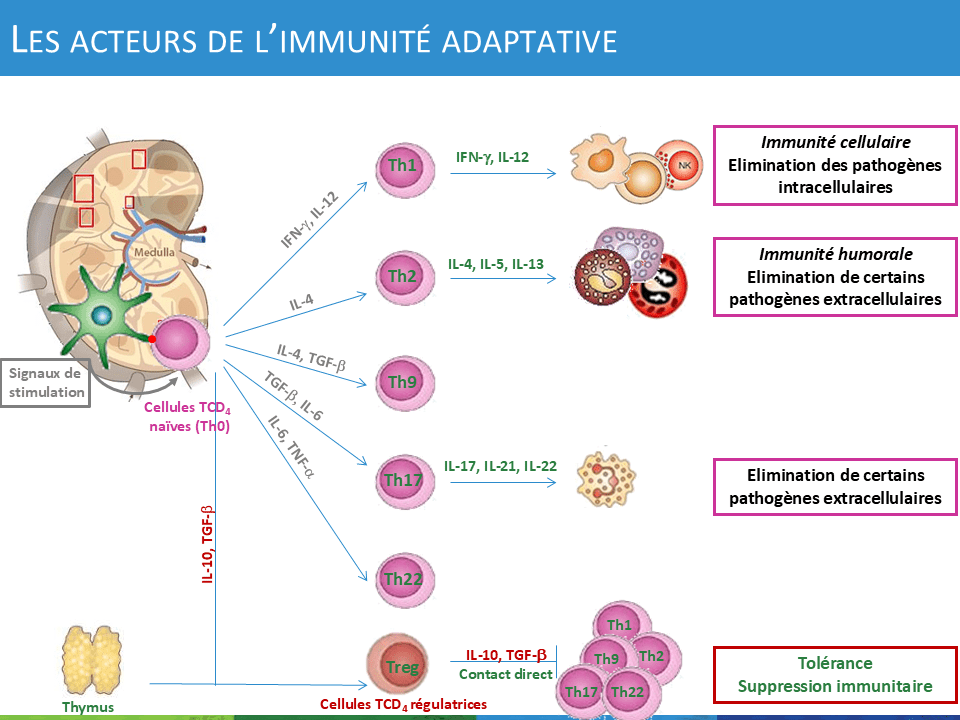 Les acteurs de l'immunité adaptative