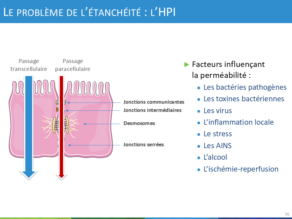 HPI ne veut pas dire ici "Haut Potentiel Intellectuel" mais HyperPerméabilité Intestinale
