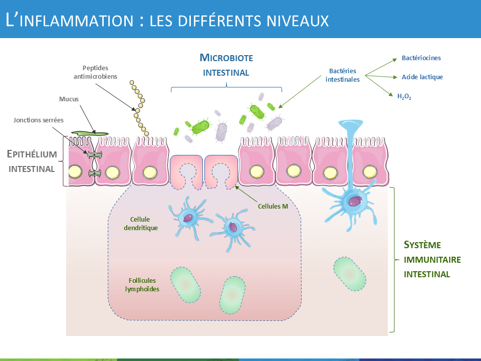 De l'inflammation à l'immunité