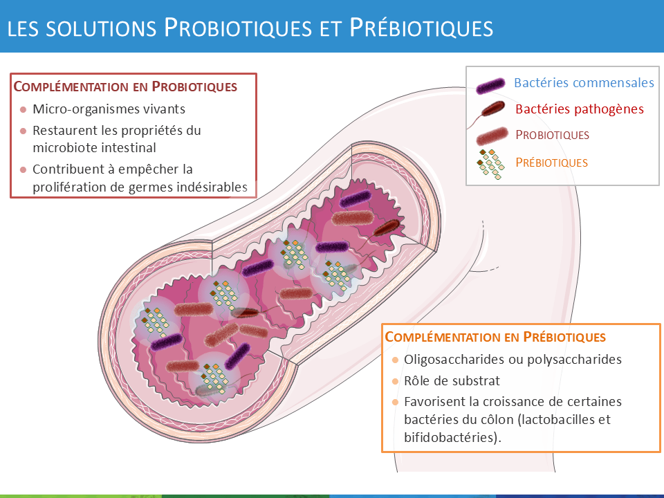 Un exemple d'intervention sur les dysbioses intestinales avec des probiotiques et prébiotiques