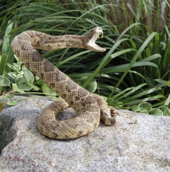 Snake