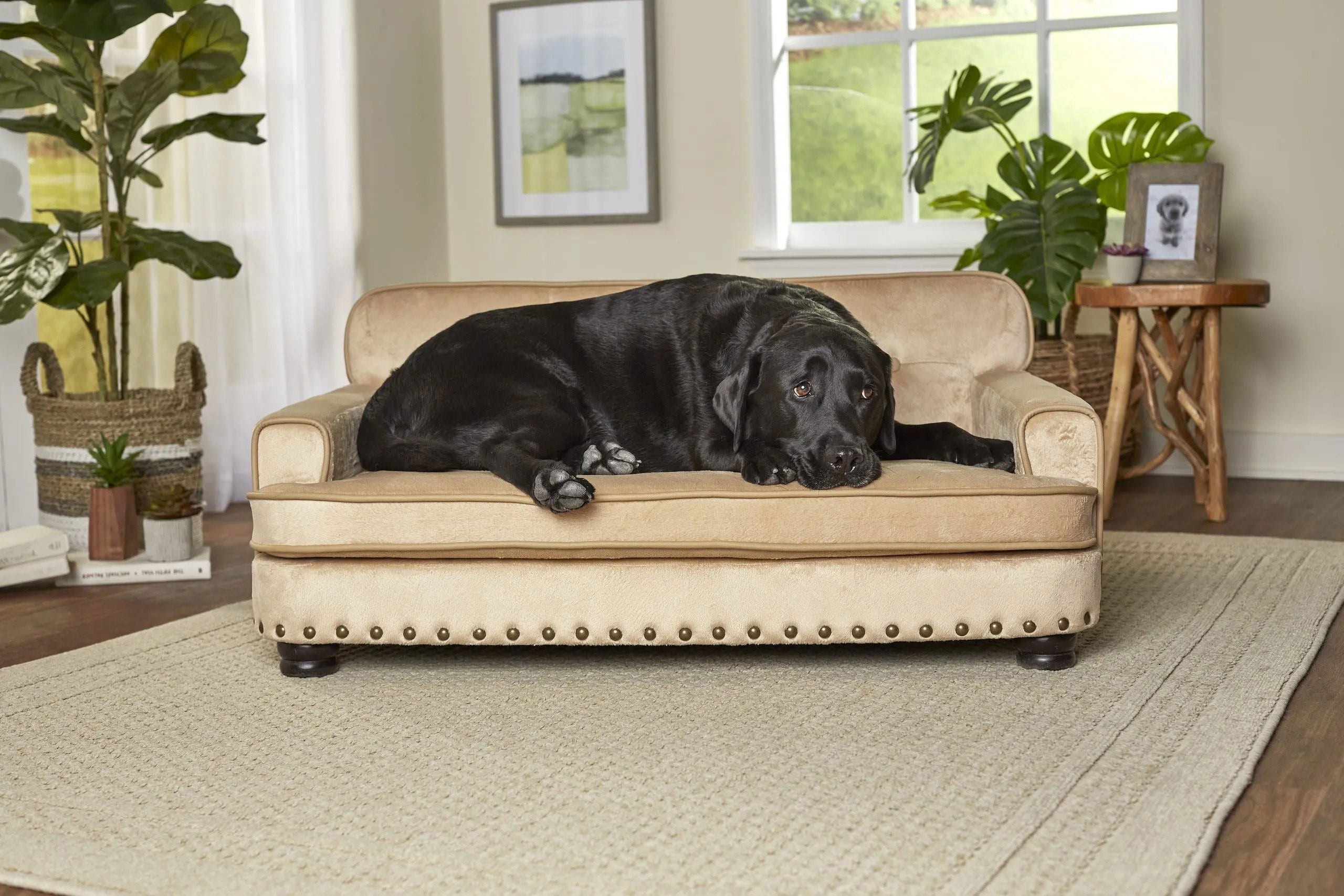dog sized couch