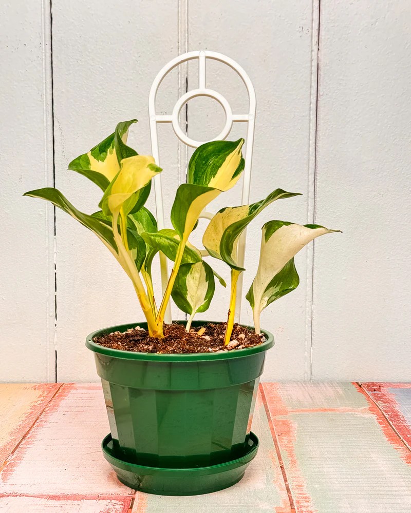 Manjula Pdf - Gradient Design Collection - HD Quality