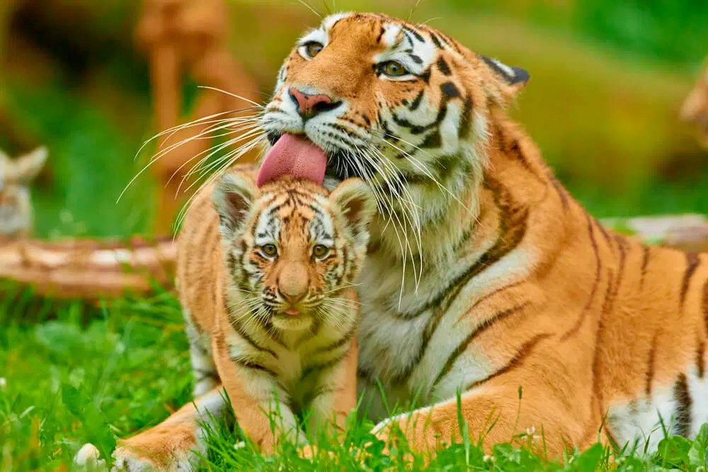 Lavora Con Noi | Tutte Le Posizioni Aperte | Wwf Italia 667_x_1000_jpg