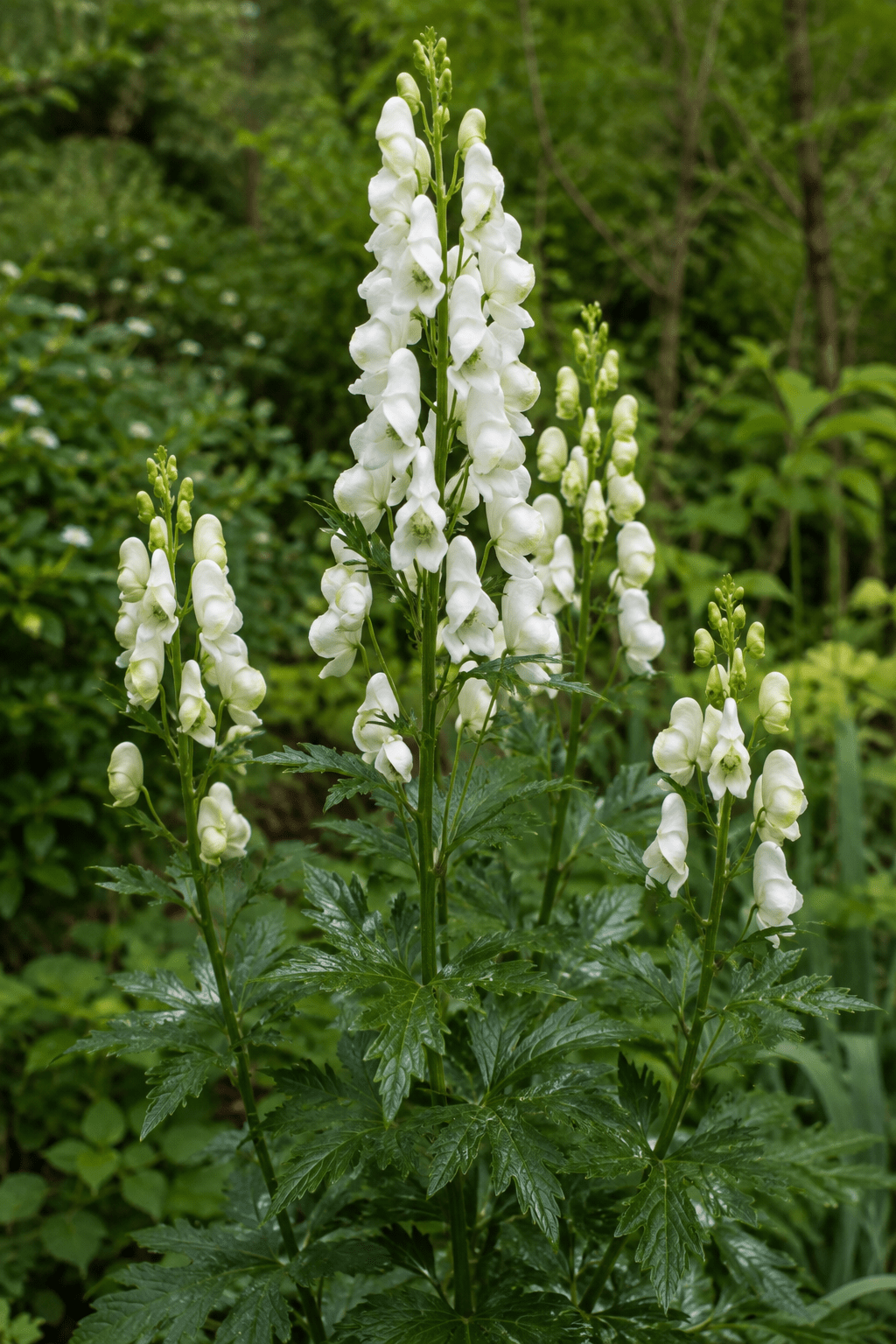 Aconitum napellus 'Album' - Monnikskap