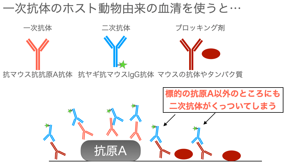 免疫組織化学はがんについて何を教えてくれるでしょうか?