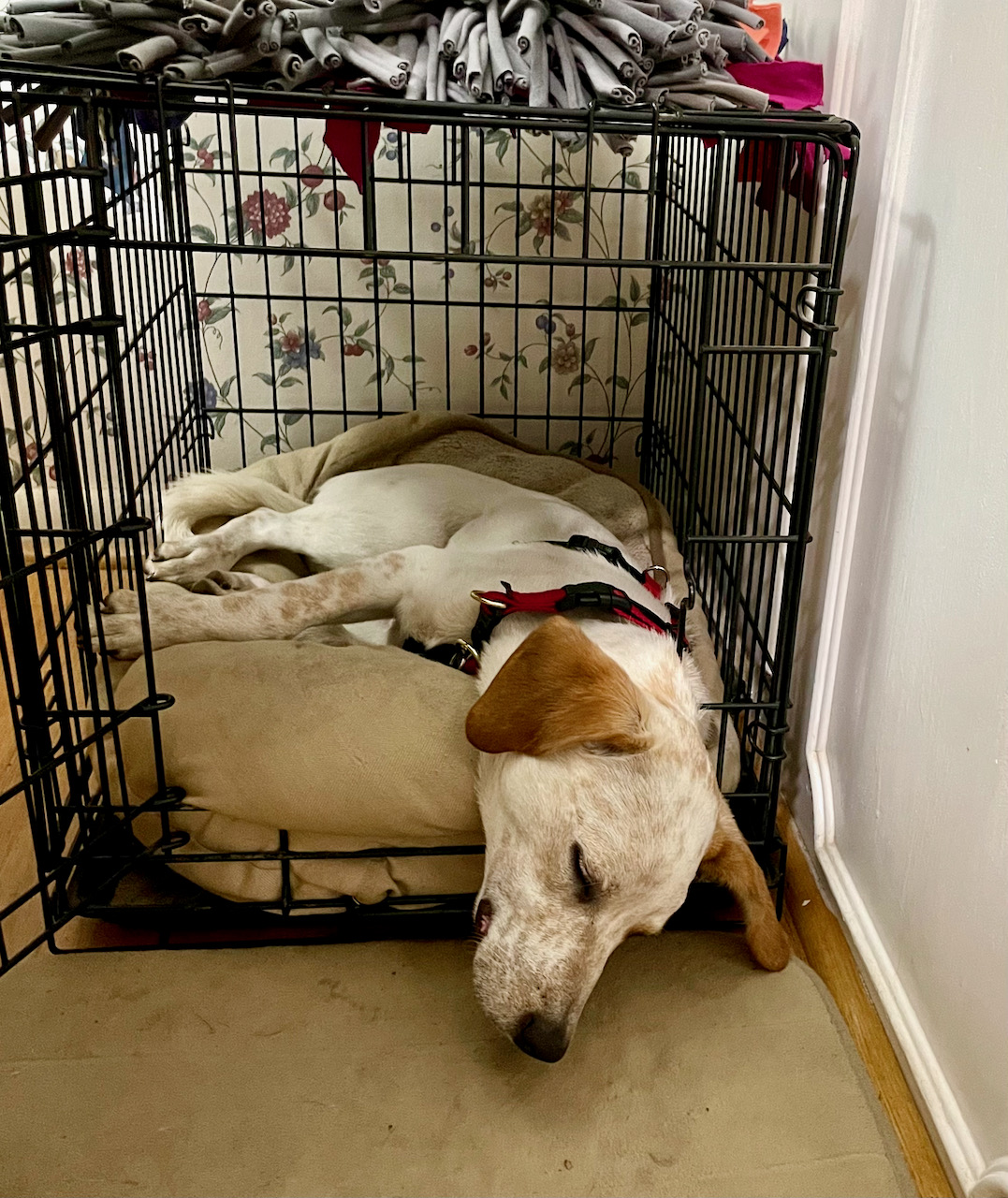 dog pulling blanket into cage