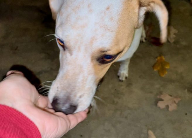 A brown and white dog has its mouth in the palm of a woman's hand, having eaten a treat she was holding.