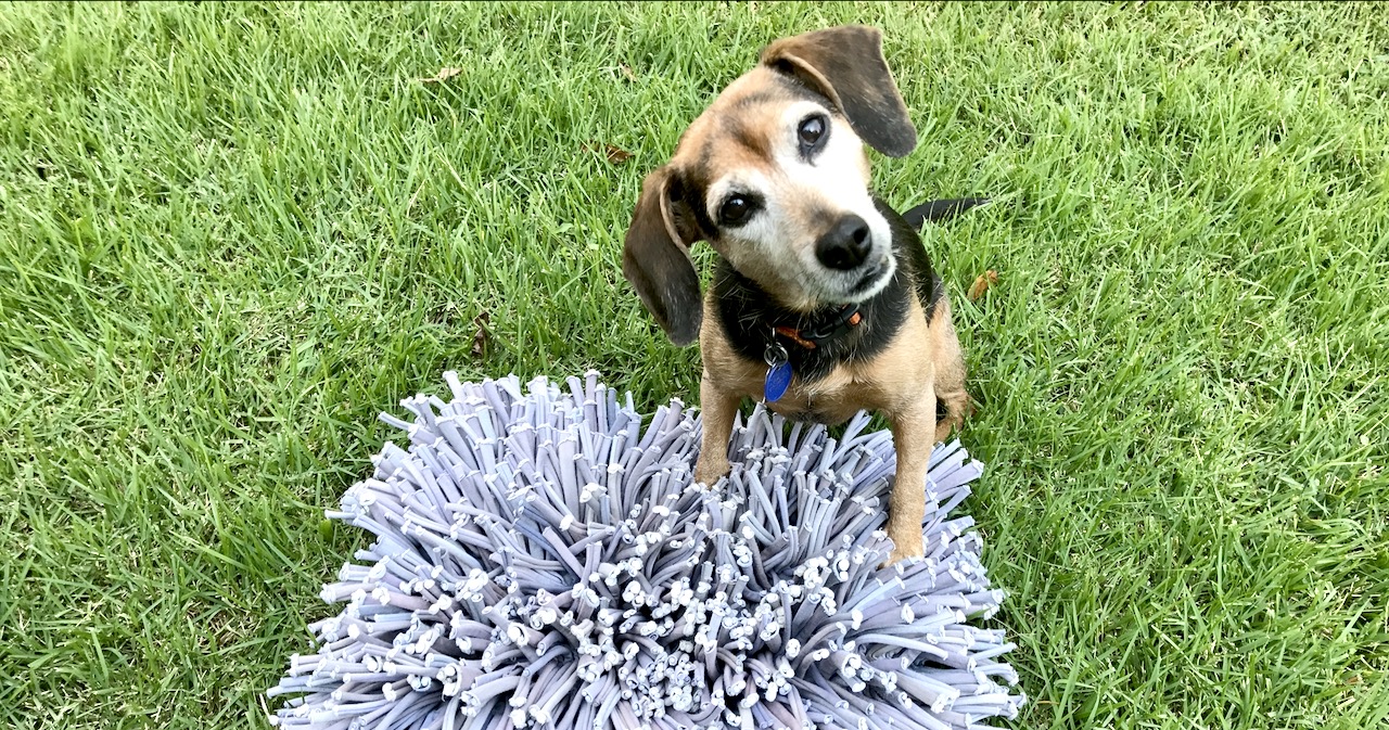 Evidence Suggests Dogs Prefer Free Food to Contrafreeloading Evidence Suggests Dogs Prefer Free Food to Contrafreeloading