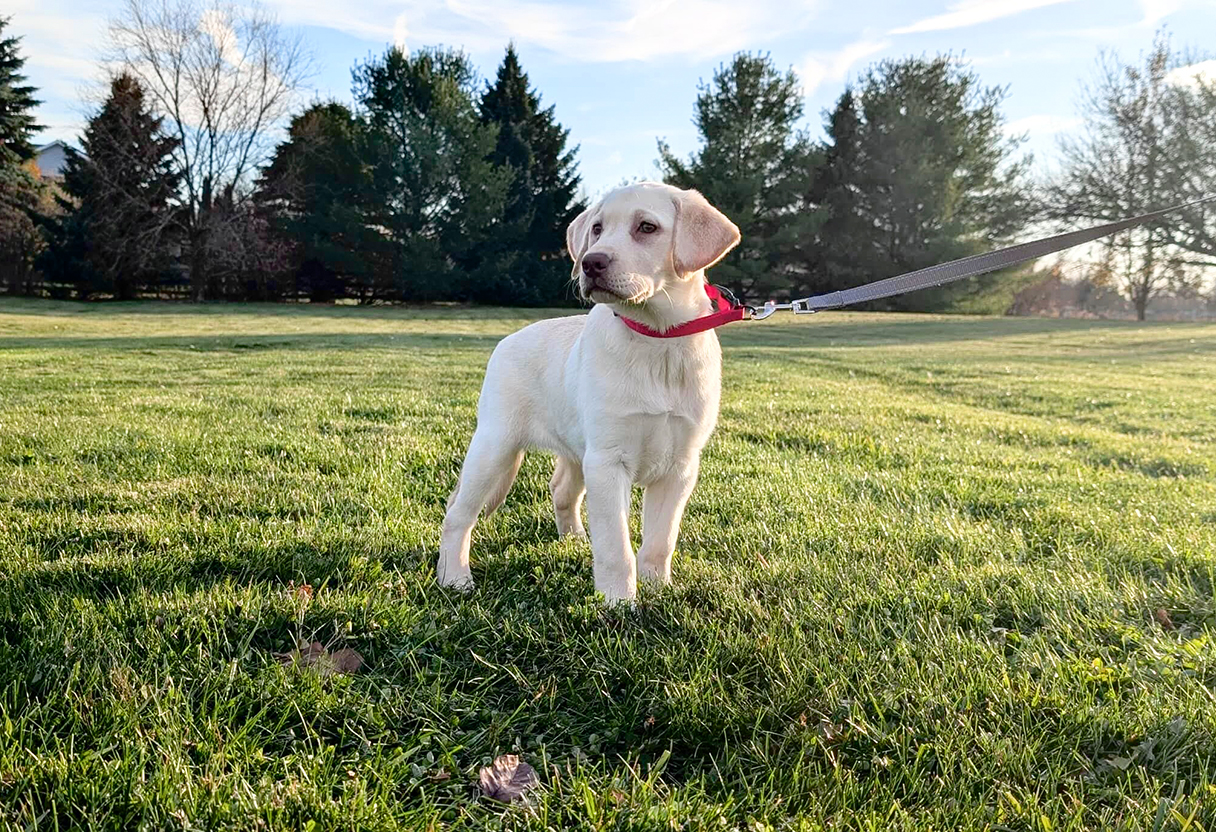 Things I Didn’t Know About Having a Dog Until We Got Penny