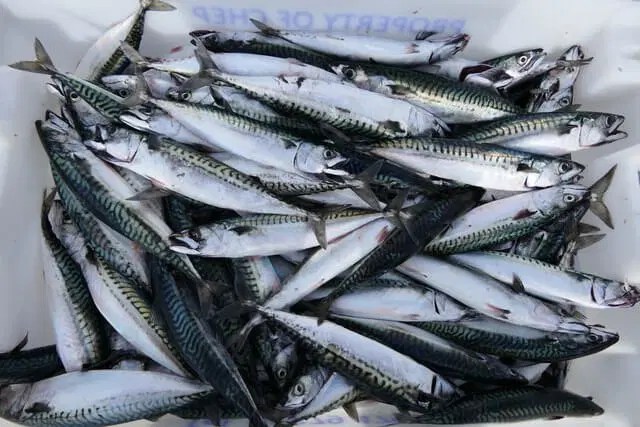 Mackerel Ocean Animals - Premium Landscape Wallpaper Gallery - Retina