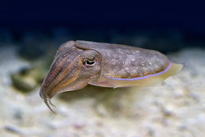 Cuttlefish Sepia Ocean Info - Stunning Mobile Vintage Photos | Free Download