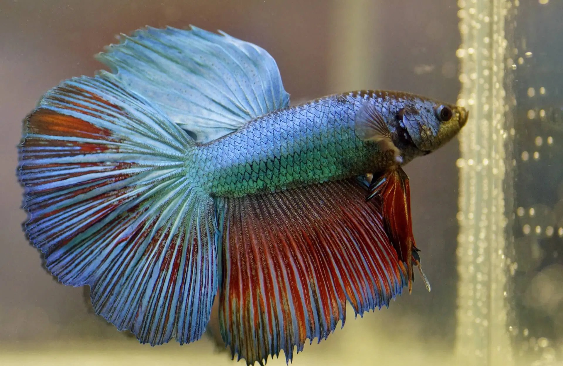 9 Cutest Fish Species To Your Heart Ocean Info