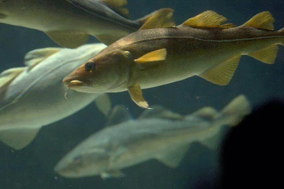 Cod A Fish Profile Padlet - Download Amazing Geometric Art | 8K