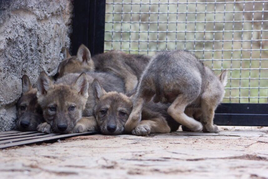 nacen-en-timilpan-dos-cachorros-de-lobo-mexicano